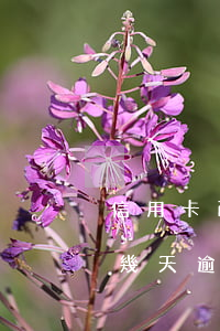 信用卡已逾期11天要怎樣還款(信用卡10幾天逾期)
