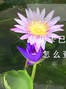 信用卡已逾期一年怎么查額度廣發(fā)-怎么查信用卡逾期多少錢