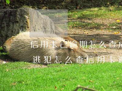 信用卡已逾期怎么查成為網(wǎng)上逃犯(怎么查信用卡逾期是否立案了)