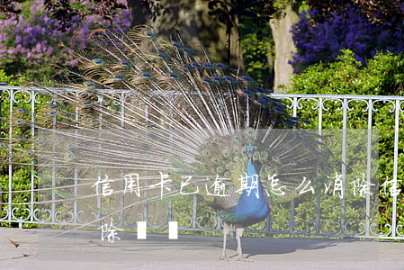 信用卡已逾期怎么消除(信用卡已逾期怎么消除記錄)