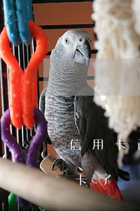 信用卡已逾期還能辦還唄嗎(還唄不能還信用卡了)