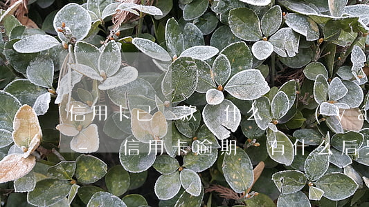 信用卡已還款為什么會嚴(yán)重逾期-還信用卡逾期會有什么后果