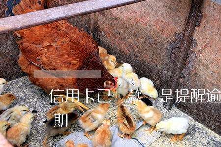 信用卡已還款還是提醒逾期(忘記還信用卡逾期)