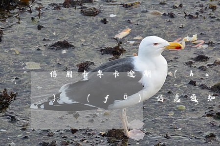 信用卡年卡逾期會(huì)不會(huì)發(fā)信息通知-信用卡年卡逾期會(huì)不會(huì)發(fā)信息通知呢
