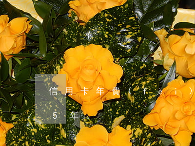 信用卡年費(fèi)嚴(yán)重逾期5年