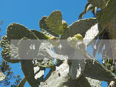 信用卡年費(fèi)逾期三個(gè)月(信用卡年費(fèi)逾期三個(gè)月)
