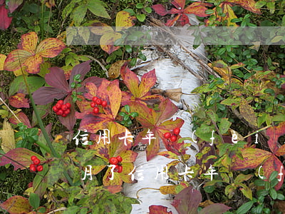 信用卡年費(fèi)逾期好幾個(gè)月了(信用卡年費(fèi)欠多長時(shí)間算逾期)