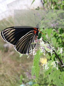 信用卡年費(fèi)逾期影響按揭貸款嗎-信用卡年費(fèi)逾期影響按揭貸款嗎知乎