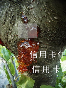 信用卡年費(fèi)逾期影響貸款怎么辦(信用卡年費(fèi)逾期影響貸款怎么辦呢)