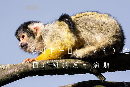 信用卡年費(fèi)逾期情況說(shuō)明(信用卡逾期)