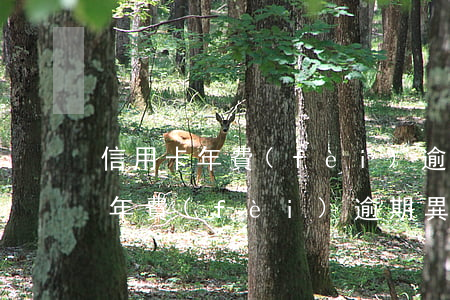 信用卡年費(fèi)逾期異議描述(信用卡年費(fèi)逾期異議描述怎么寫)