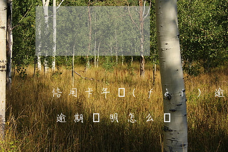 信用卡年費(fèi)逾期證明格式(信用卡逾期證明怎么寫)