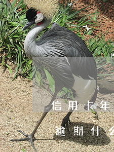 信用卡年費什么時候逾期(2016年信用卡逾期什么時候消除)