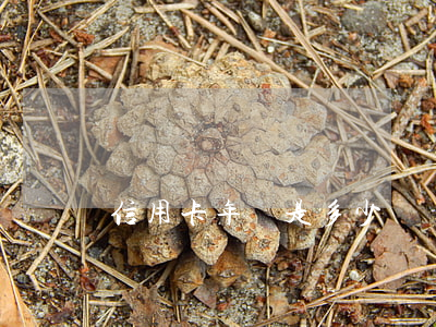 信用卡年費是多少錢