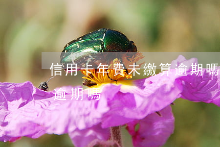 信用卡年費未繳算逾期嗎 信用卡年費未繳算逾期嗎