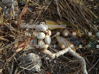 信用卡年費逾期一個月影響房貸嗎(很多年前的信用卡逾期會不會影響房貸)