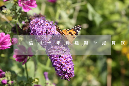 信用卡年費逾期不給貸款嗎(信用卡 逾期利息)