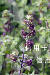 信用卡年費逾期了14天嚴(yán)重嗎-信用卡年費逾期了14天嚴(yán)重嗎怎么辦