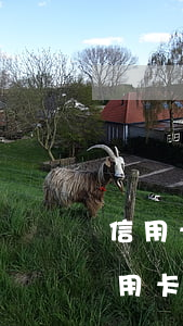 信用卡年費逾期修改成功多久更新(不知道信用卡有年費然后逾期)