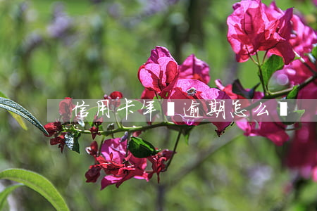 信用卡年費逾期怎么還