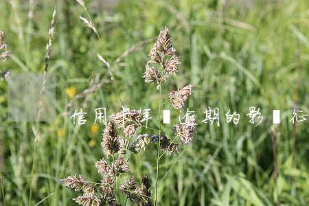 信用卡年費逾期的影響征信嗎(信用卡 欠年費)