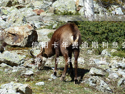 信用卡年费逾期利息会越来越多吗(信用卡年费逾期利息会越来越多吗知乎)