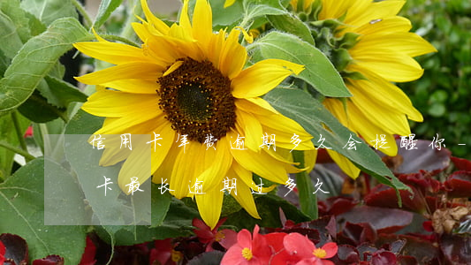 信用卡年费逾期多久会提醒你-你们的信用卡最长逾期过多久