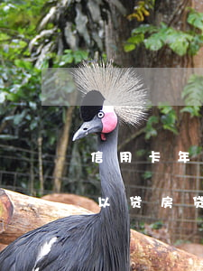 信用卡年费逾期能不能申请房贷(年费逾期可以贷房贷吗)