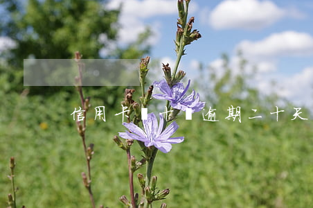信用卡幾十塊逾期二十天(幾十元信用卡逾期)