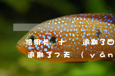 信用卡幾十塊錢逾期了四天(信用卡40塊錢逾期了7天嚴(yán)重嗎)