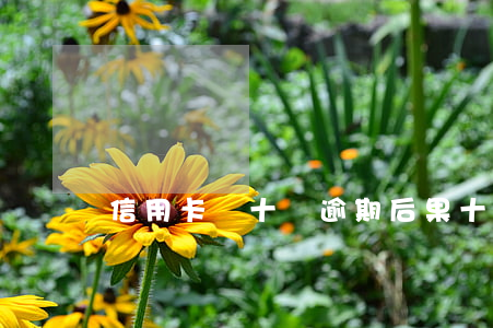 信用卡幾十萬逾期后果(十多張信用卡逾期)