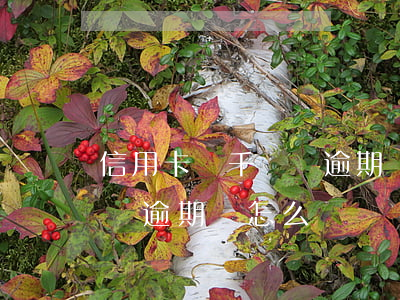 信用卡幾千塊錢逾期會怎么樣(信用卡幾千塊錢逾期會怎么樣)