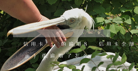 信用卡幾塊的逾期(8張信用卡全部嚴(yán)重逾期了怎么辦)