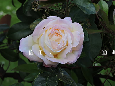 信用卡幾塊錢沒還逾期了