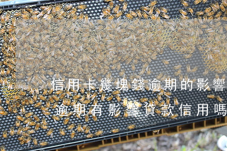 信用卡幾塊錢逾期的影響(信用卡有幾十塊錢逾期有影響貸款信用嗎)