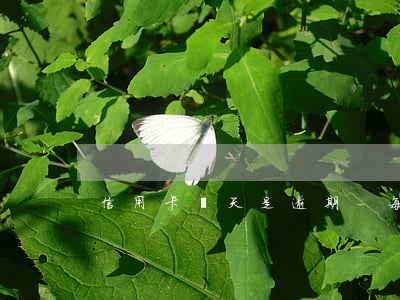 信用卡幾天是逾期-每個月信用卡逾期三天