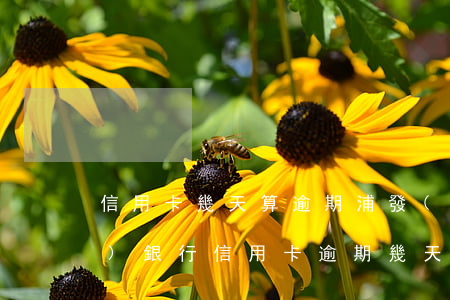 信用卡幾天算逾期浦發(fā)(浦發(fā)銀行信用卡逾期幾天內(nèi)沒事)