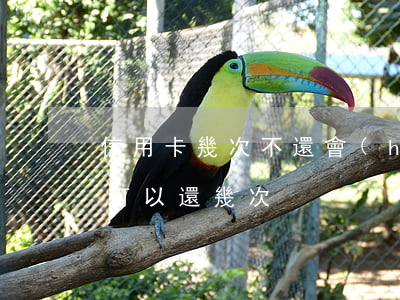 信用卡幾次不還會(huì)怎么樣(信用卡可以還幾次)