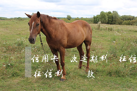 信用卡幾次逾期影響征信(信用卡逾期一次上征信影響貸款嗎)