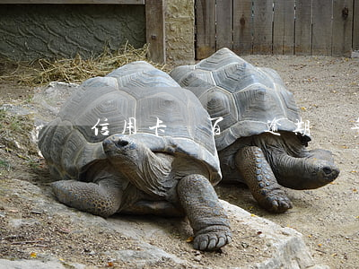 信用卡幾百塊逾期幾年半(信用卡逾期一年)