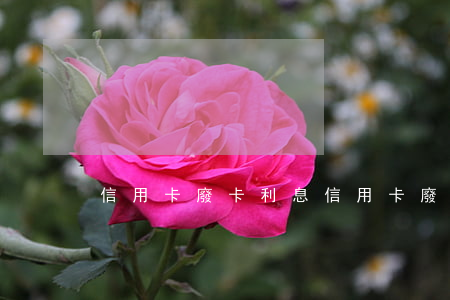 信用卡廢卡利息(信用卡廢卡利息怎么算)