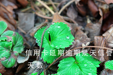 信用卡延期逾期幾天信譽(各銀行信用卡逾期天數)