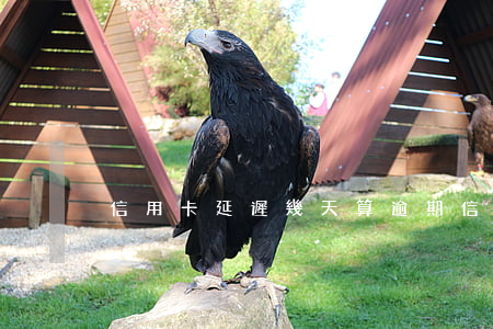信用卡延遲幾天算逾期(信用卡 逾期 幾天)