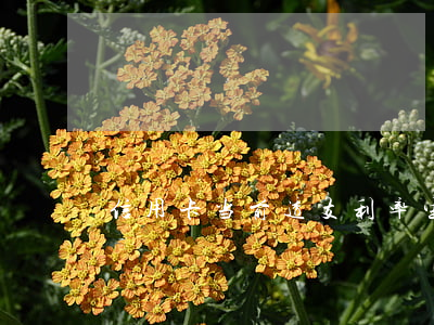 信用卡当前透支利率生效日(信用卡透支利率)