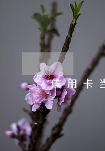 信用卡当前逾期可以办卡吗