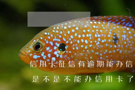 信用卡征信有逾期能办信用卡吗 征信有逾期是不是不能办信用卡了
