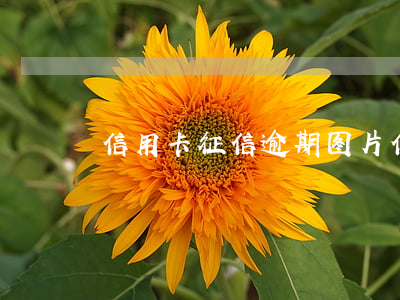 信用卡征信逾期图片(信用卡征信逾期图片)