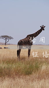 信用卡征信逾期怎么消除逾期記錄-信用卡征信逾期怎么消除逾期記錄呢