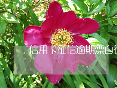信用卡征信逾期漂白 征信可以漂白嗎