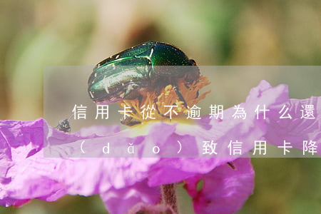 信用卡從不逾期為什么還降額(貸款逾期會導(dǎo)致信用卡降額)